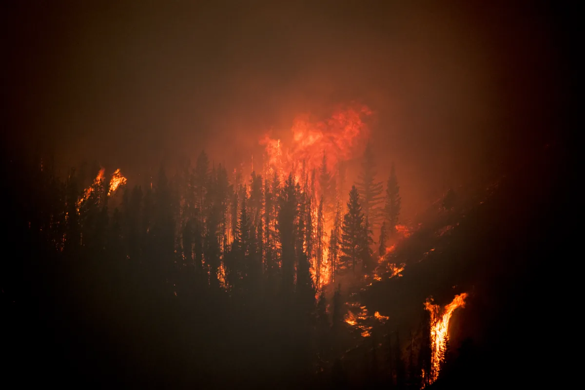 wildfire raging through forest