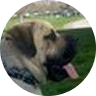 max v user picture